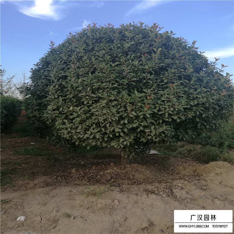 獨桿石楠基地