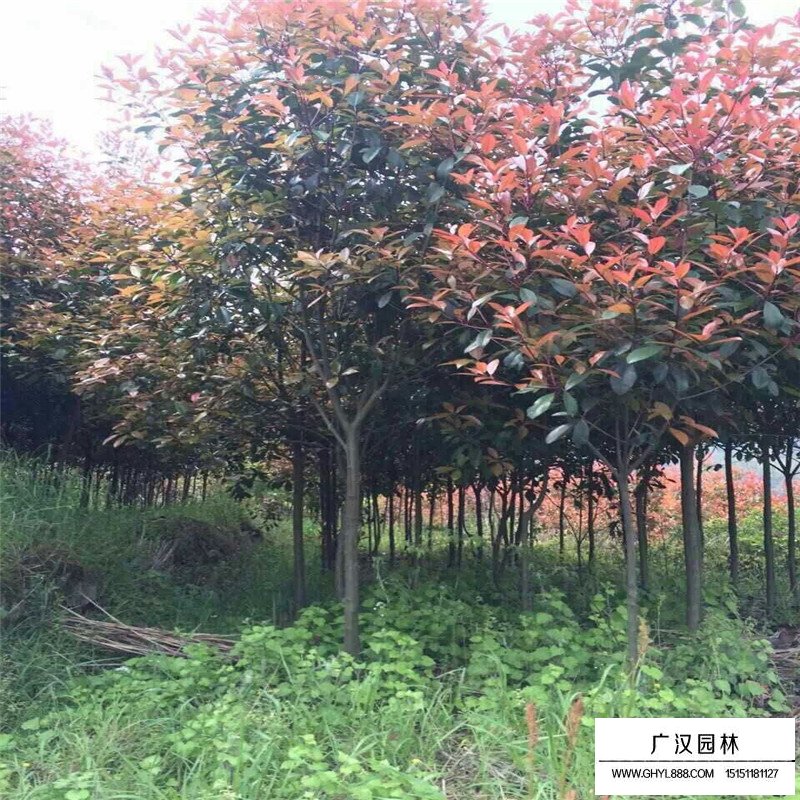 獨桿石楠基地