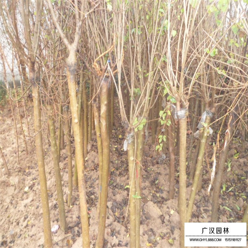 丁香小苗多少錢