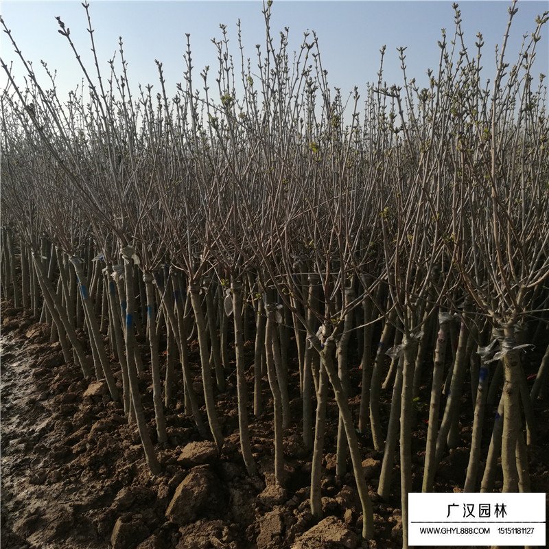 丁香小苗多少錢