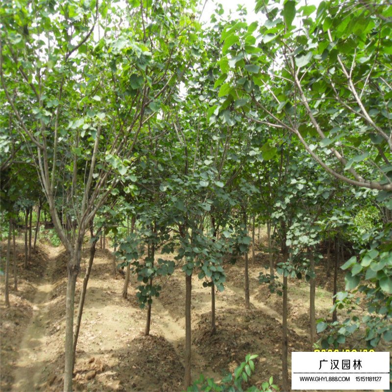 丁香小苗多少錢