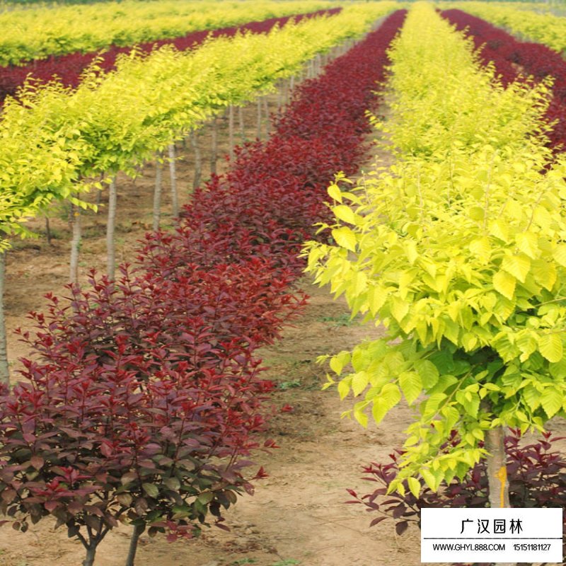 紫葉矮櫻價格