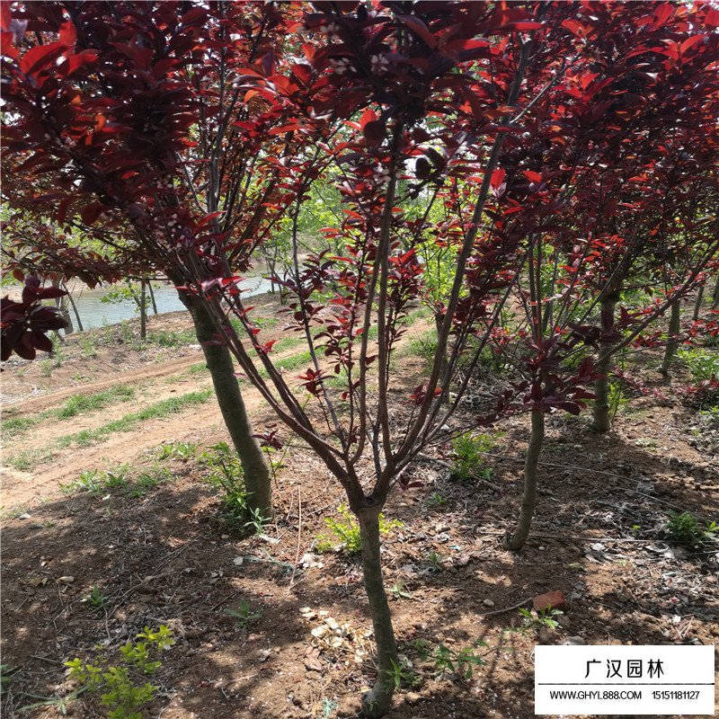 紫葉矮櫻價格