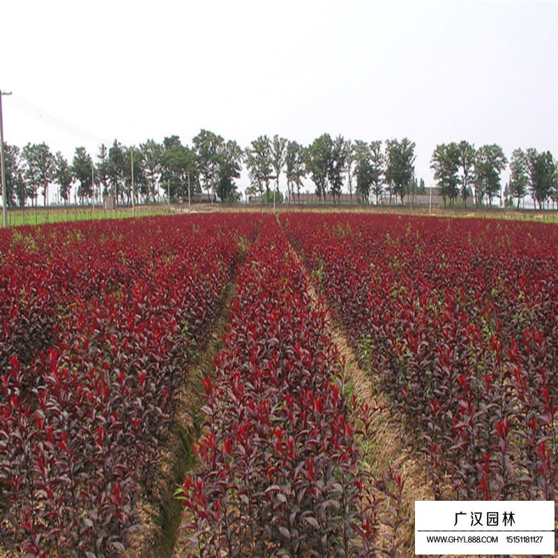 紫葉矮櫻價格