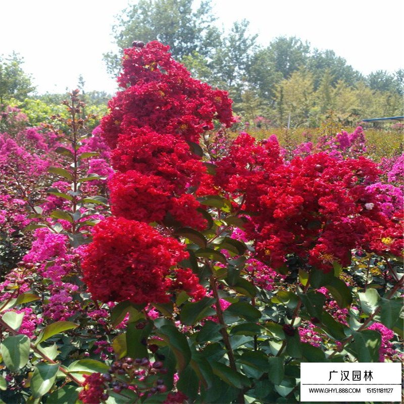 紅火箭紫薇價格