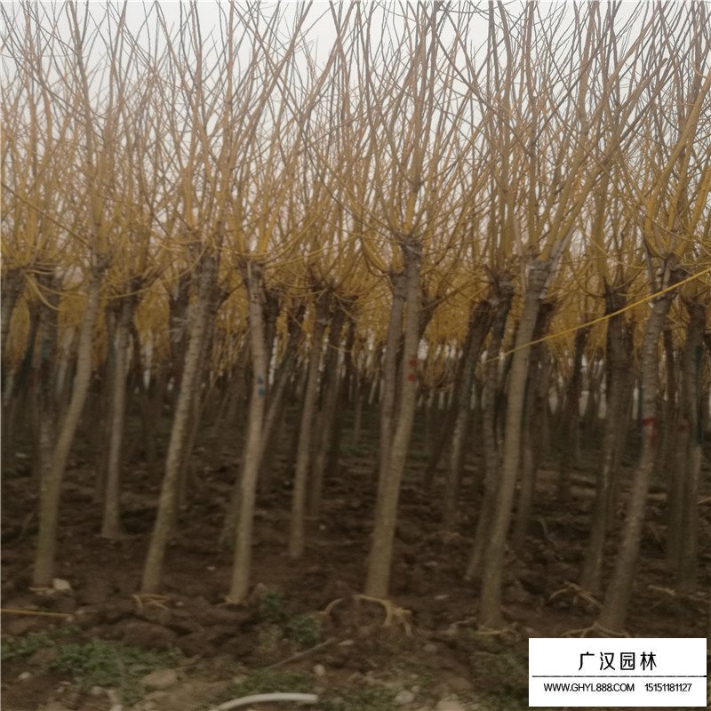黃金槐價格