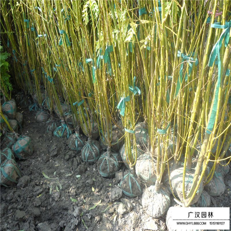 黃金槐價格