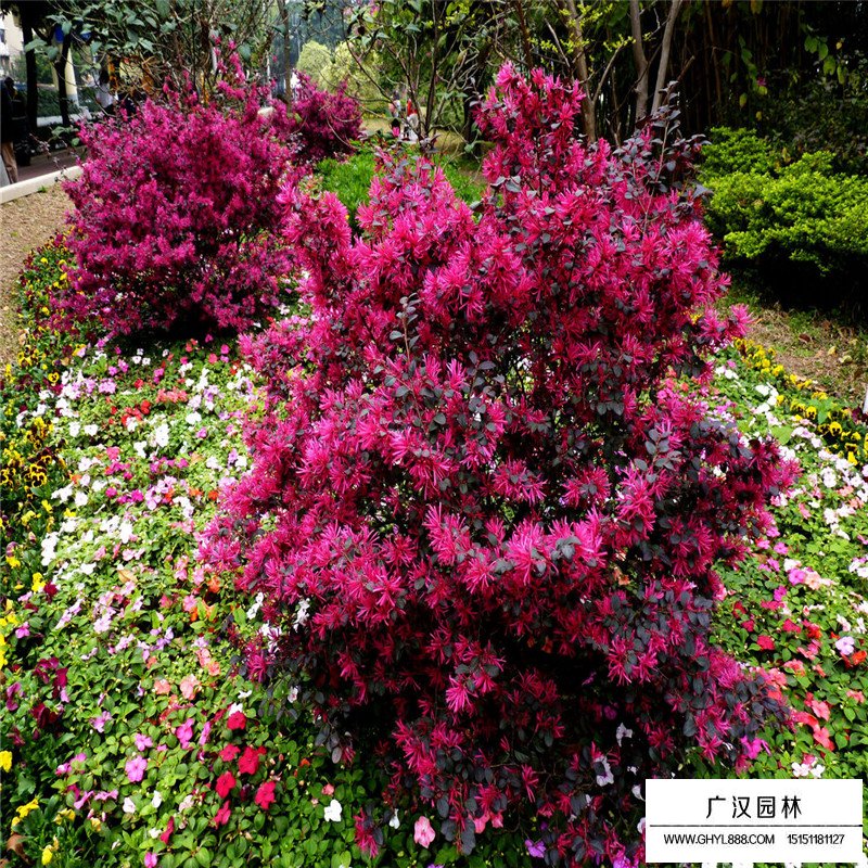 紅花繼木小苗價格