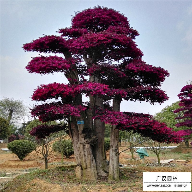 紅花繼木小苗價格