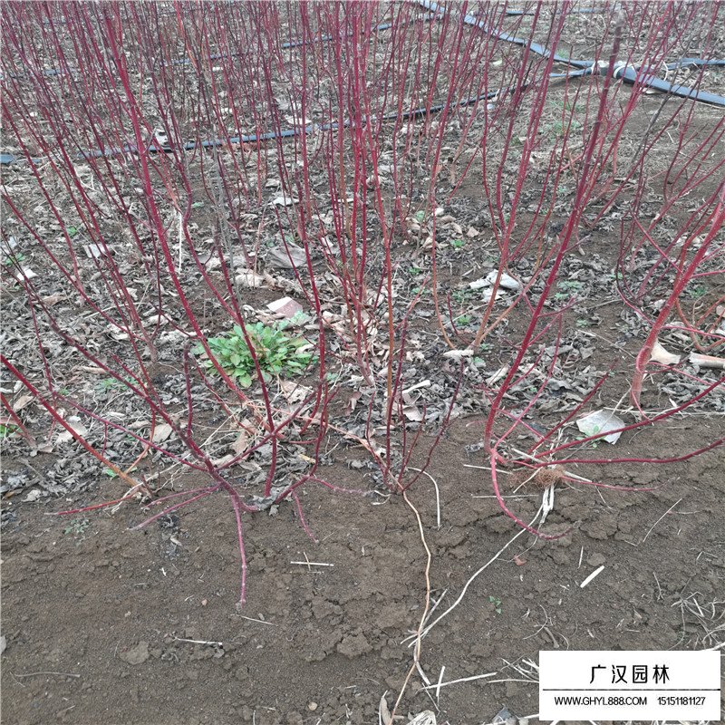 紅瑞木價格