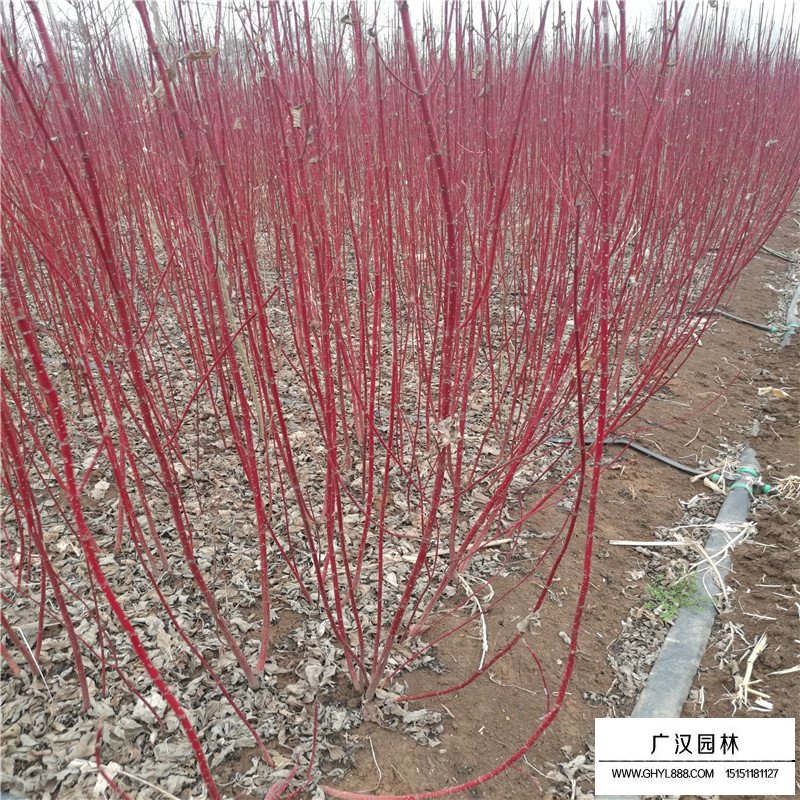 紅瑞木價格