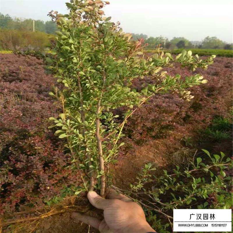 紅葉小檗