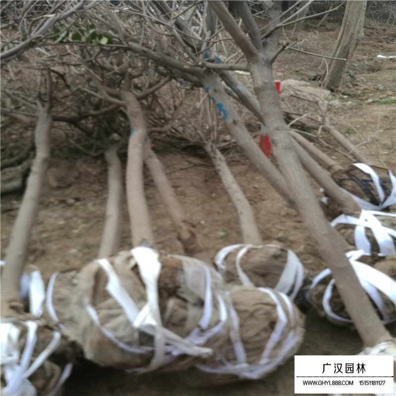 黃櫨樹價格