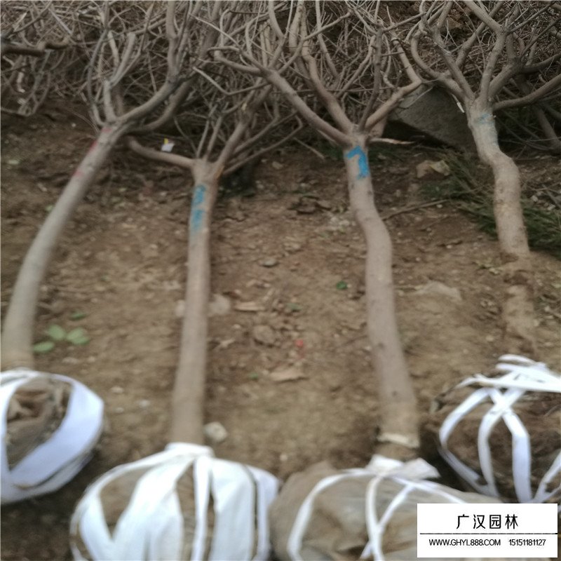黃櫨樹價格