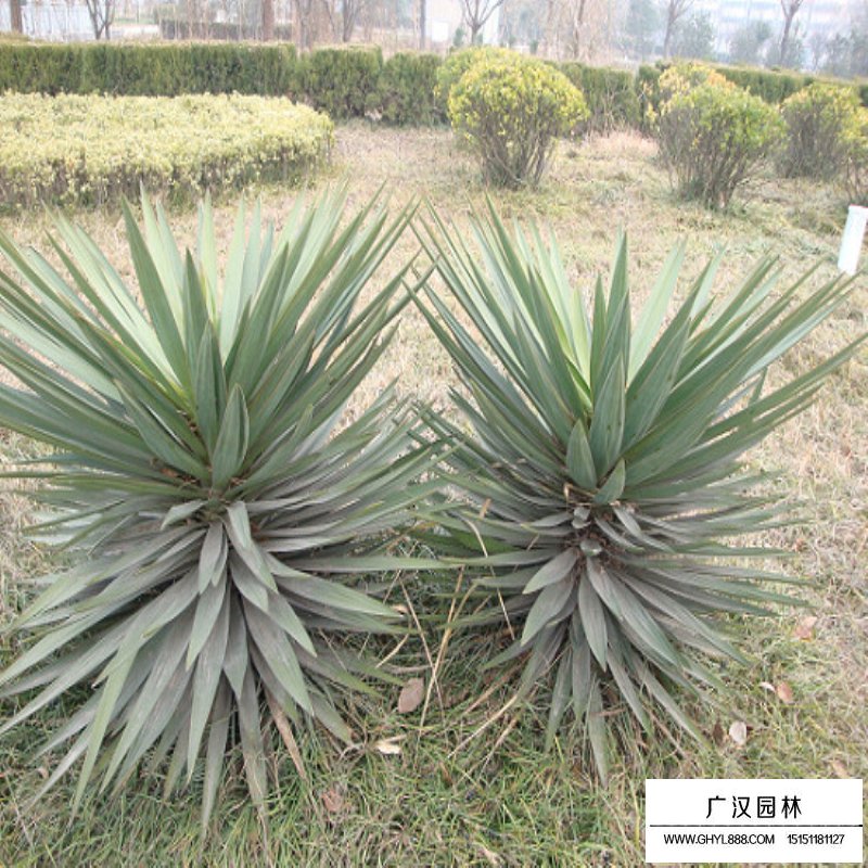 劍麻小苗