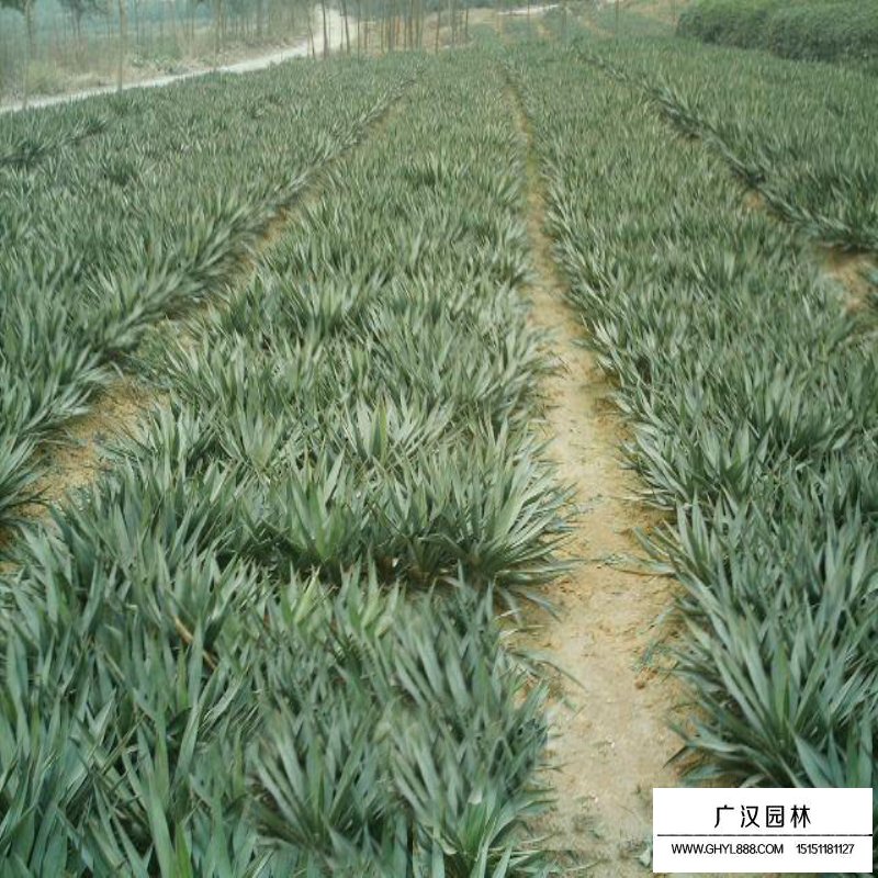 劍麻小苗