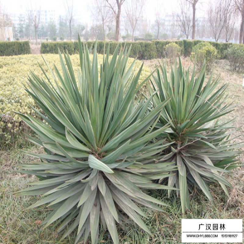劍麻小苗