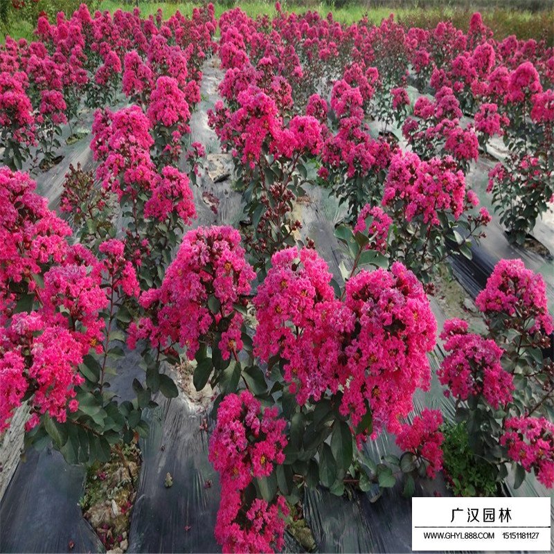 紅火球紫薇