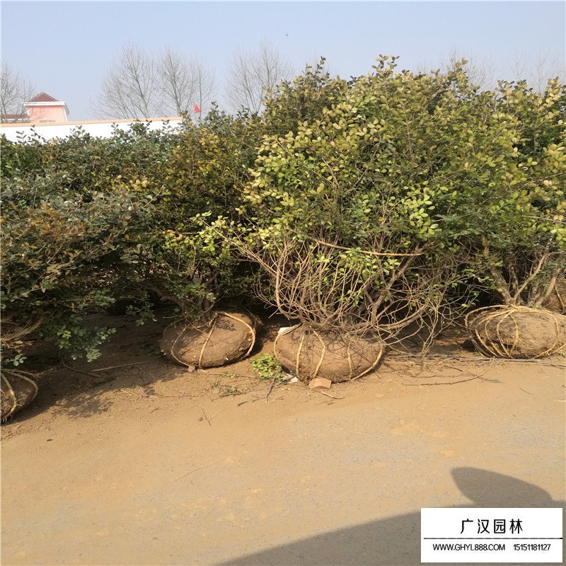 最新的瓜子黃楊球價格是多少(圖1)