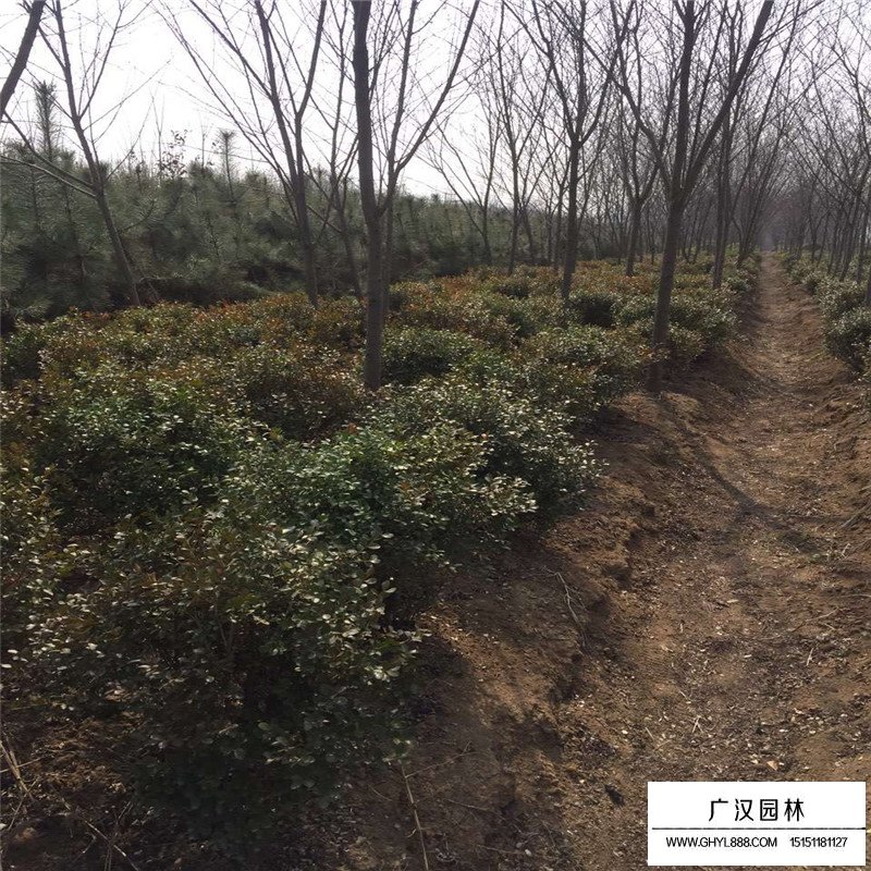 最新的瓜子黃楊球價格是多少(圖2)