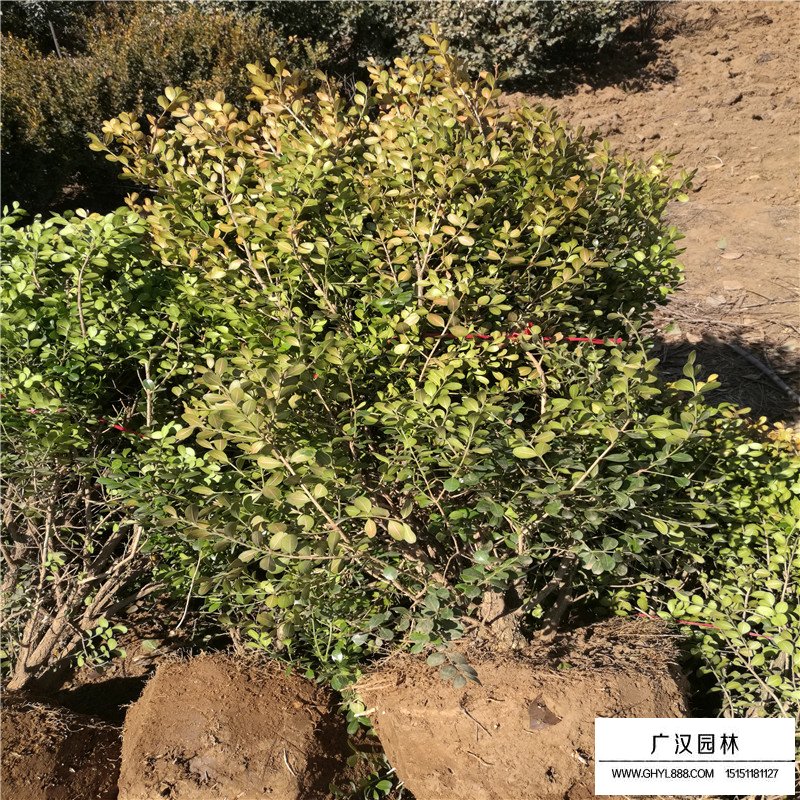 最新的瓜子黃楊球價格是多少(圖3)