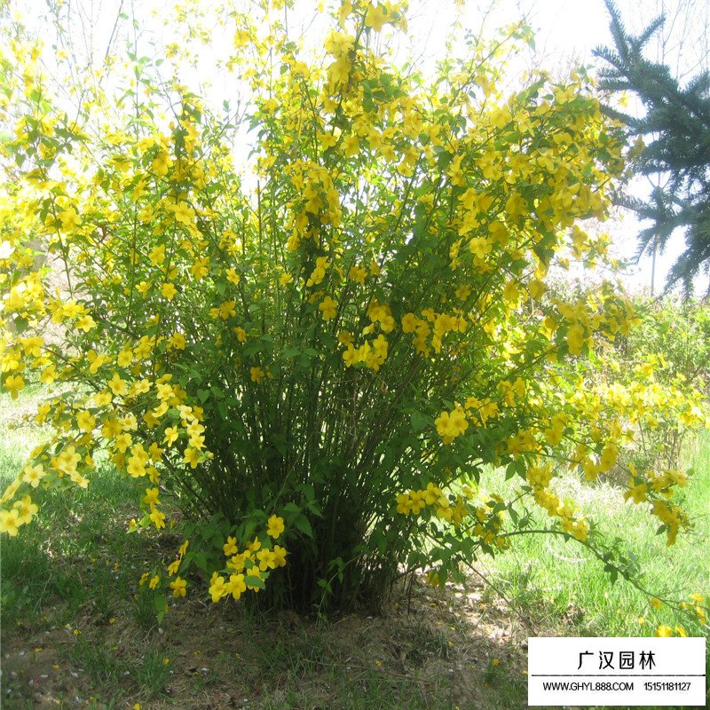 黃刺玫價格
