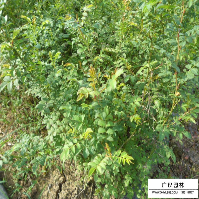 黃刺玫價格