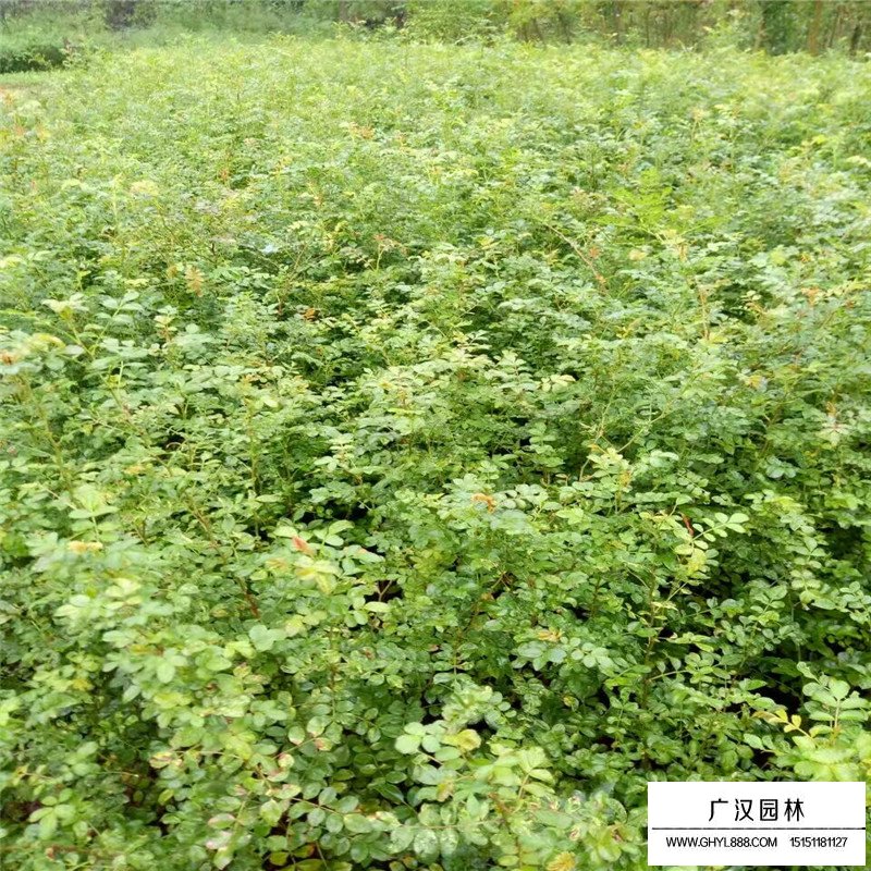黃刺玫價格