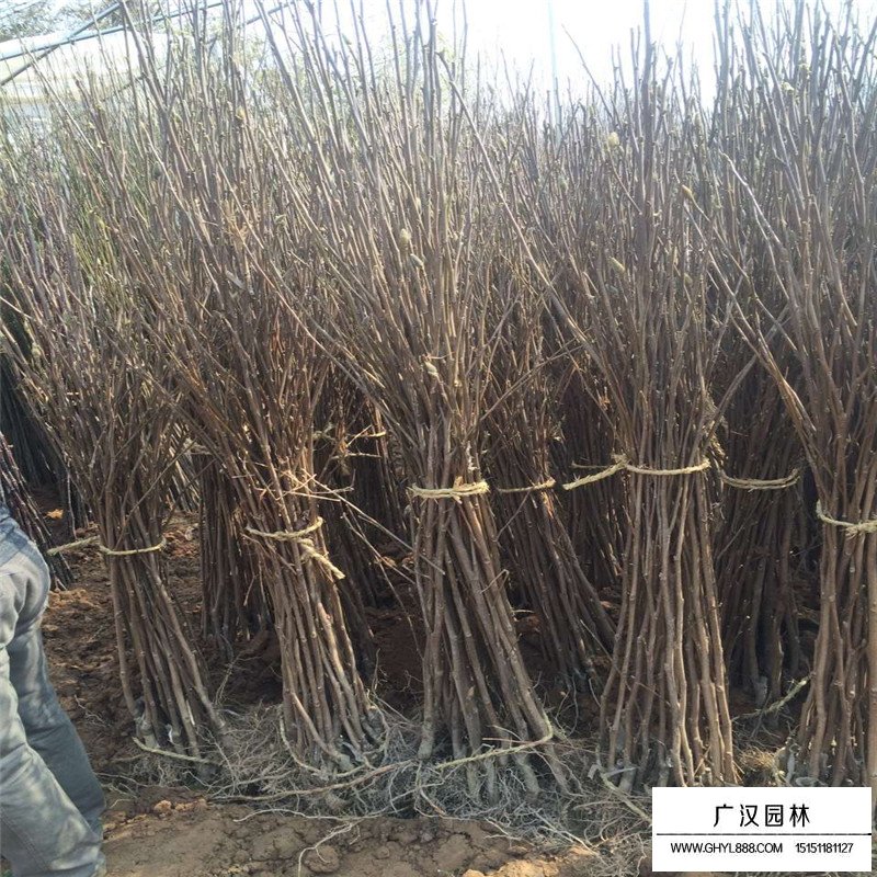 紅楓樹苗價格