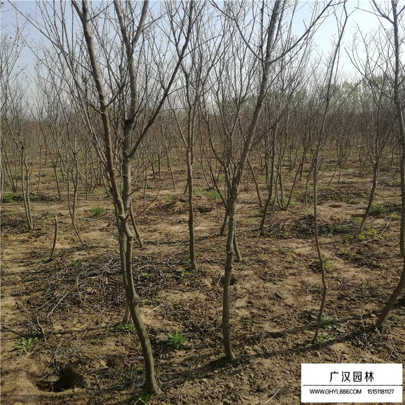 美國紅火球紫薇報價