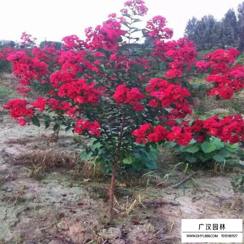 美國紅火球紫薇報價