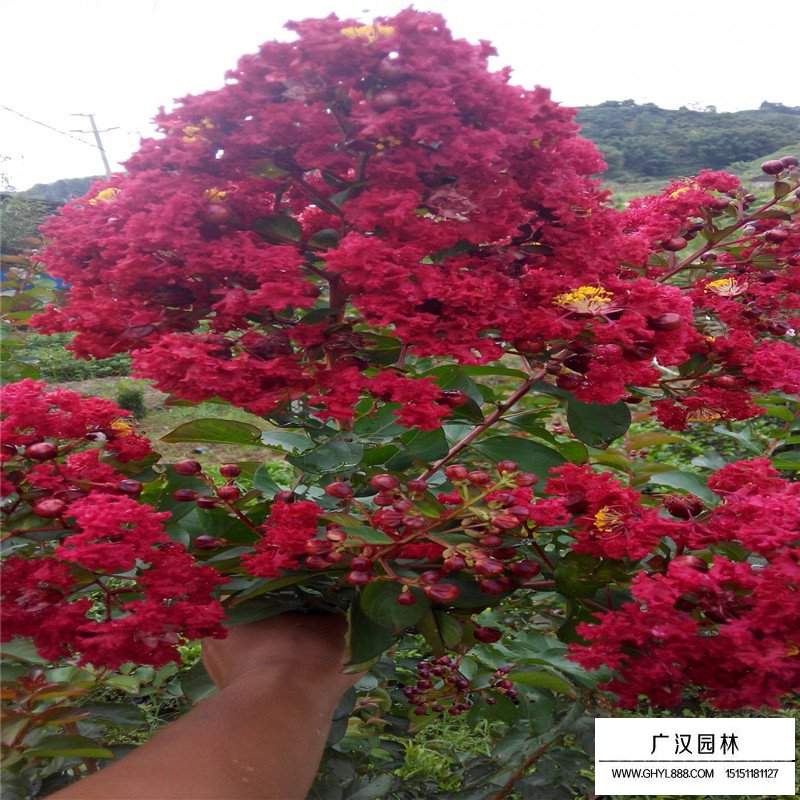 美國火箭紅紫薇價格