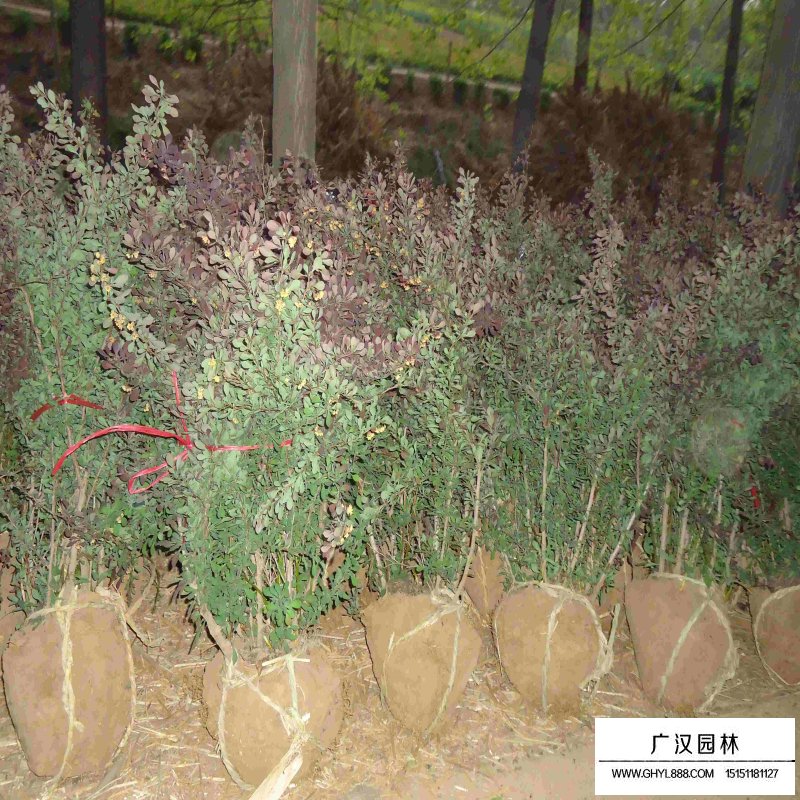 紅葉小檗球報價