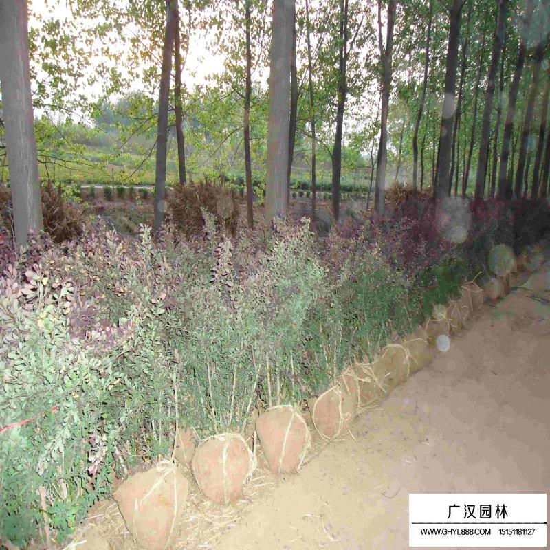 紅葉小檗球報價