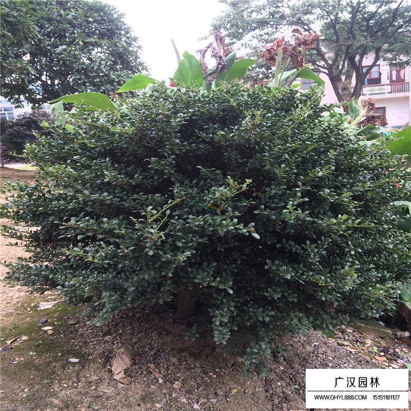 龜甲冬青價格表