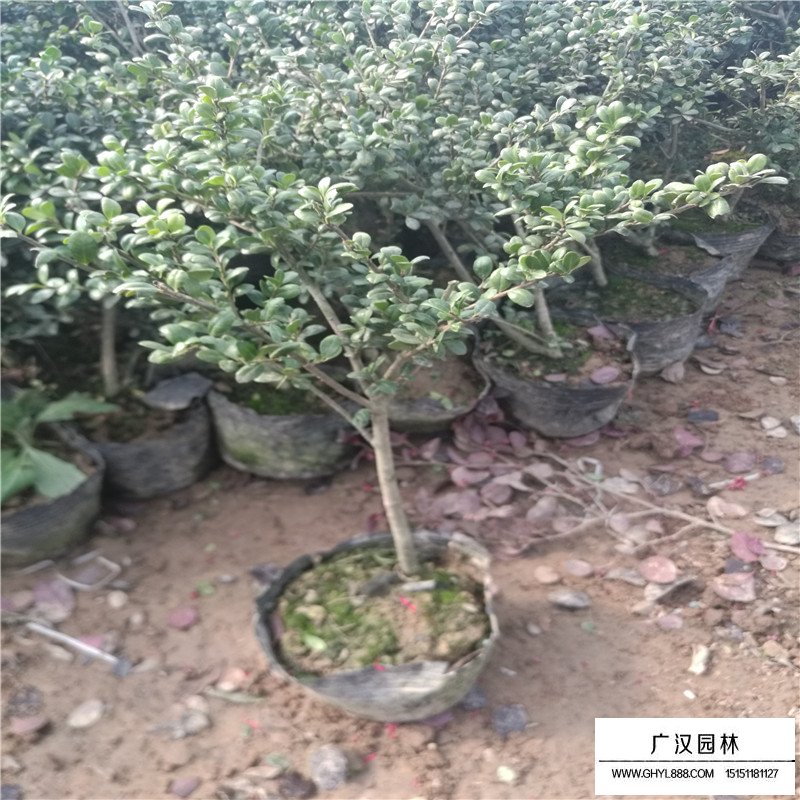 龜甲冬青價格表