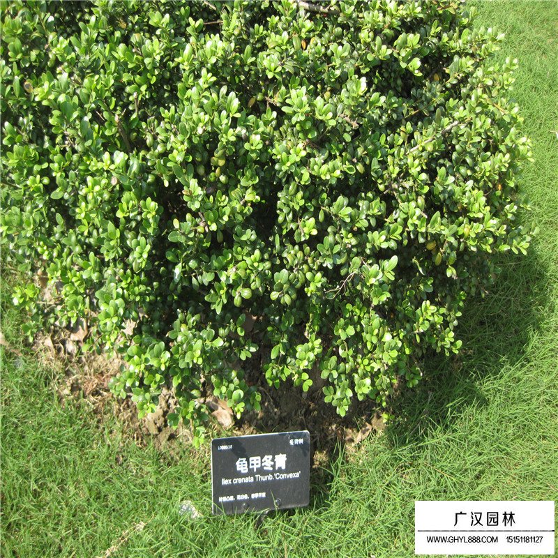 龜甲冬青價格表
