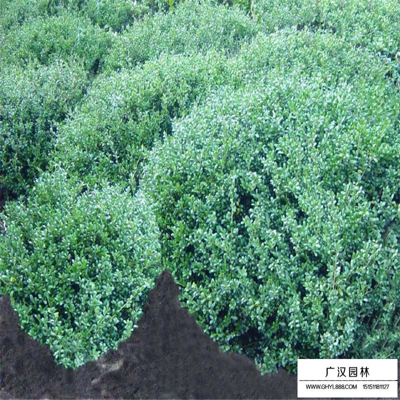龜甲冬青價格表
