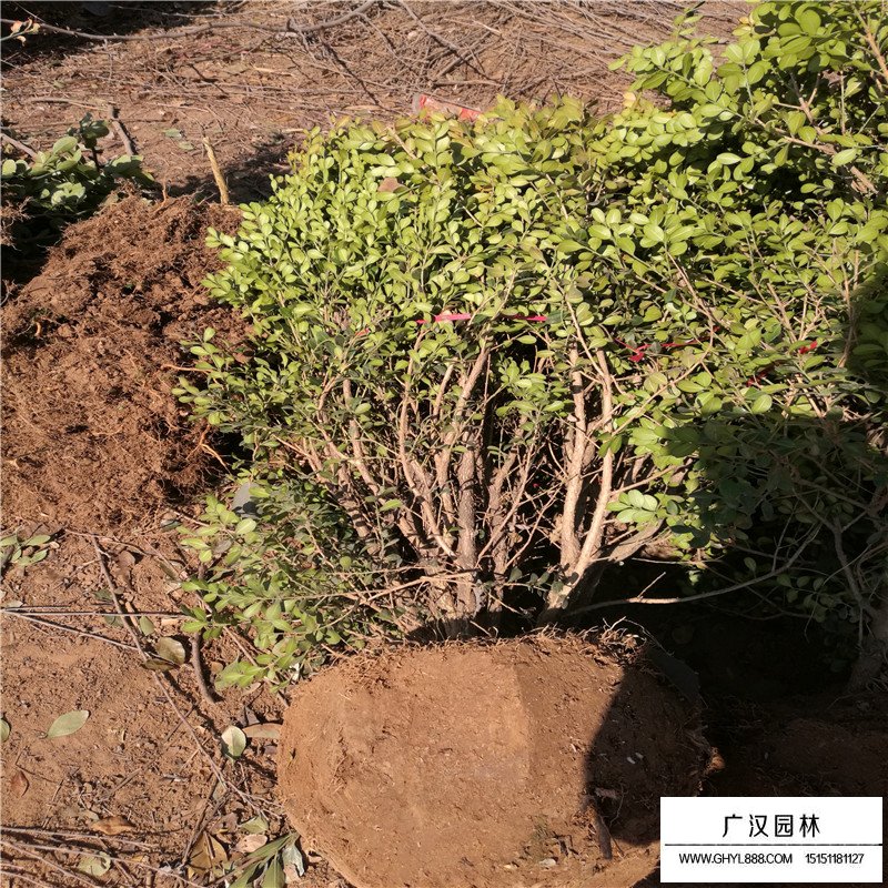 瓜子黃楊球基地