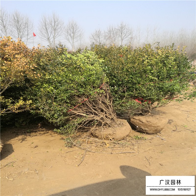 瓜子黃楊球基地