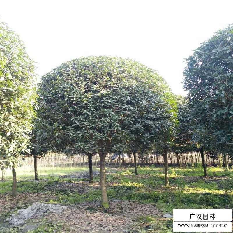桂花的生長溫度(圖1)