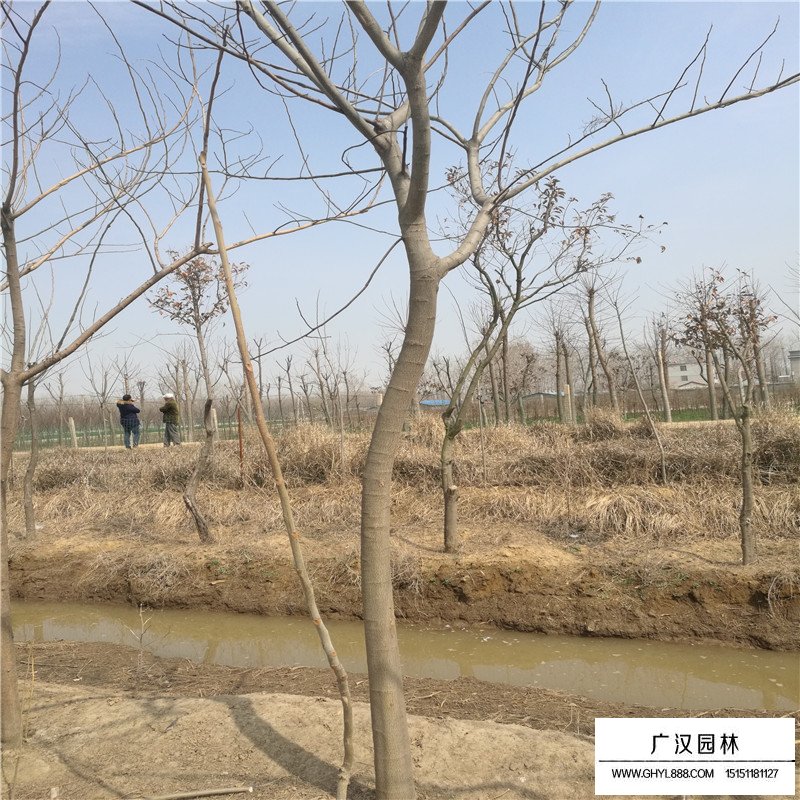 合歡樹小苗價格
