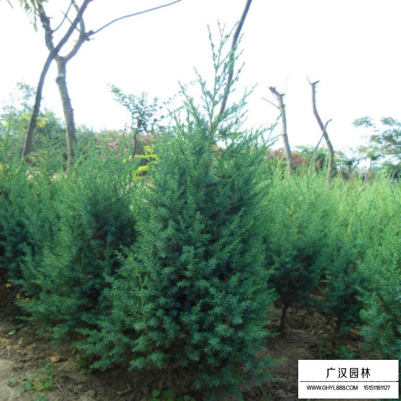 河南檜小苗