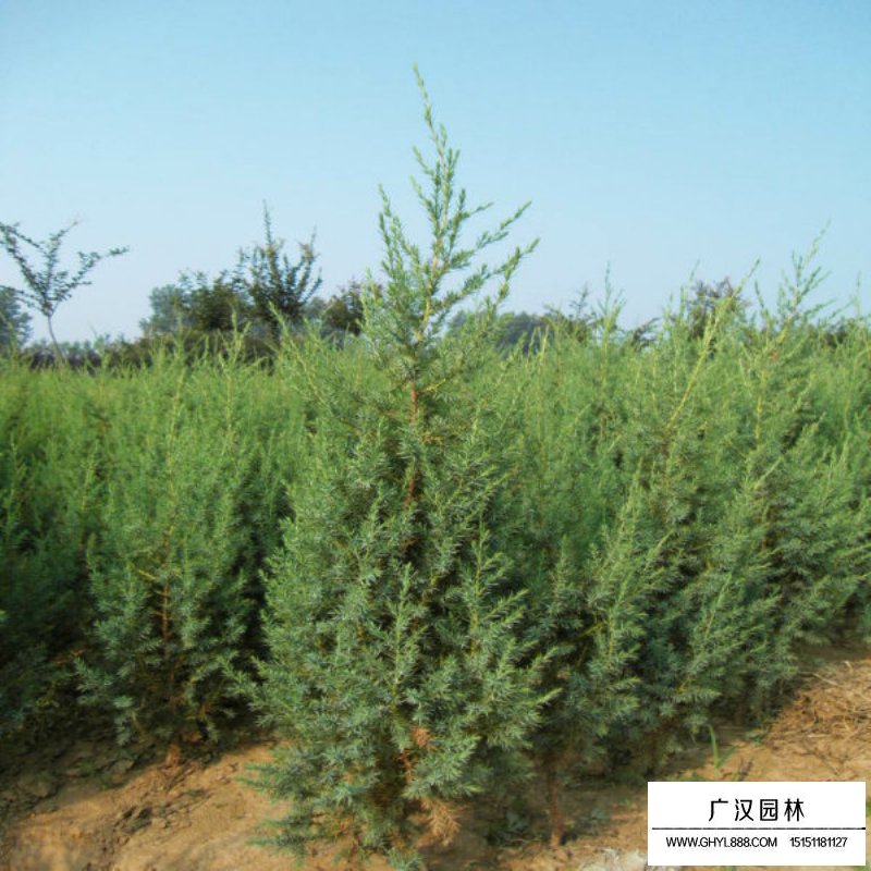 河南檜小苗