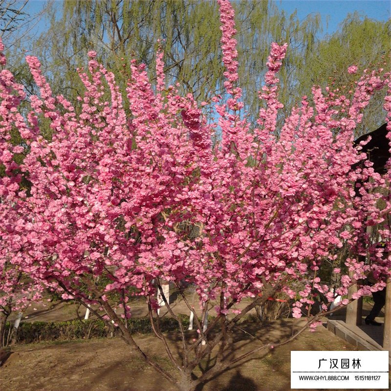 叢生榆葉梅基地