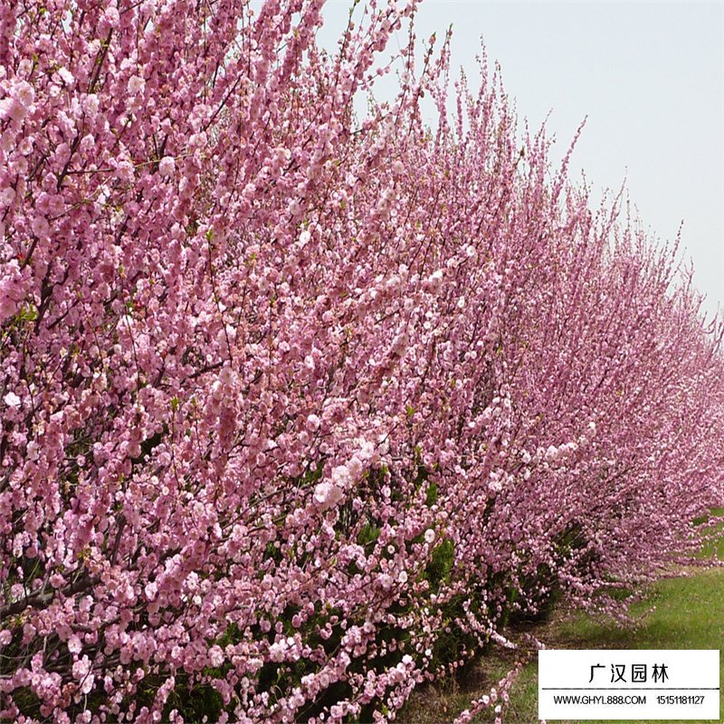 叢生榆葉梅基地