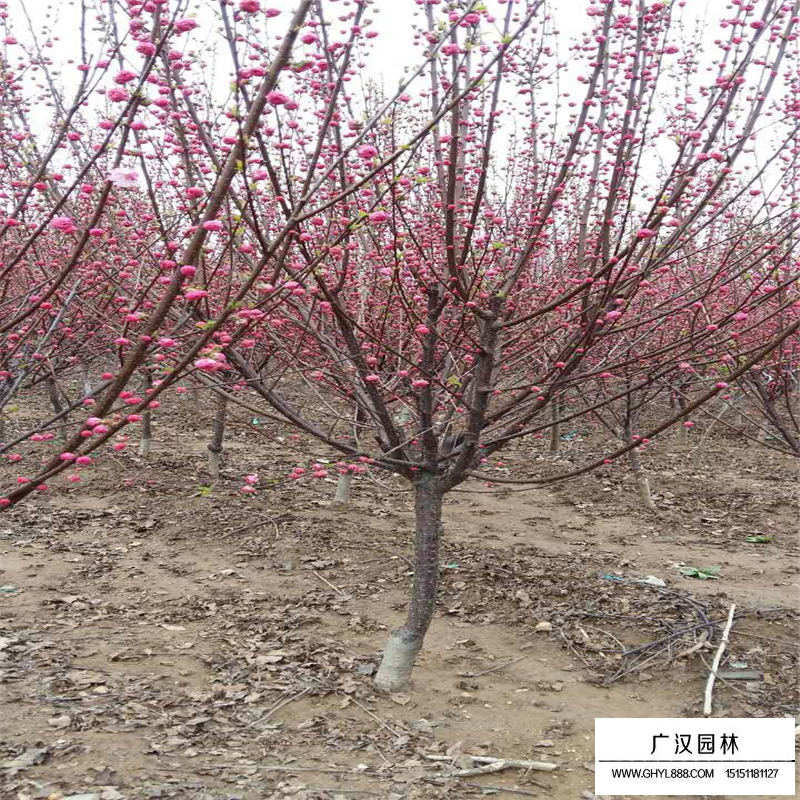 叢生榆葉梅基地