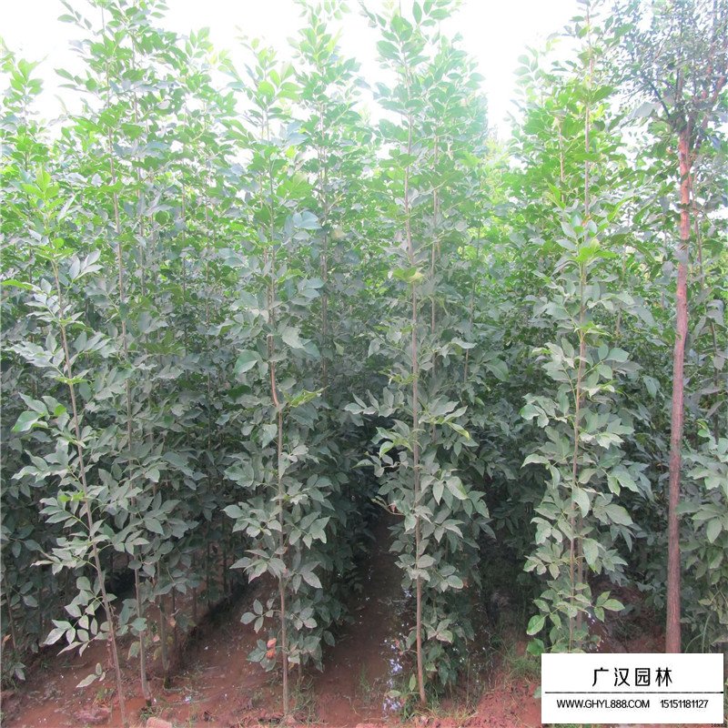 速生白蠟和白蠟的區別(圖2)