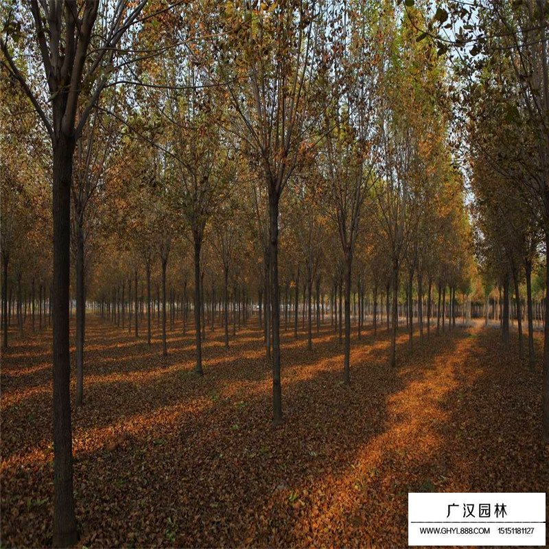 速生白蠟和白蠟的區別(圖4)