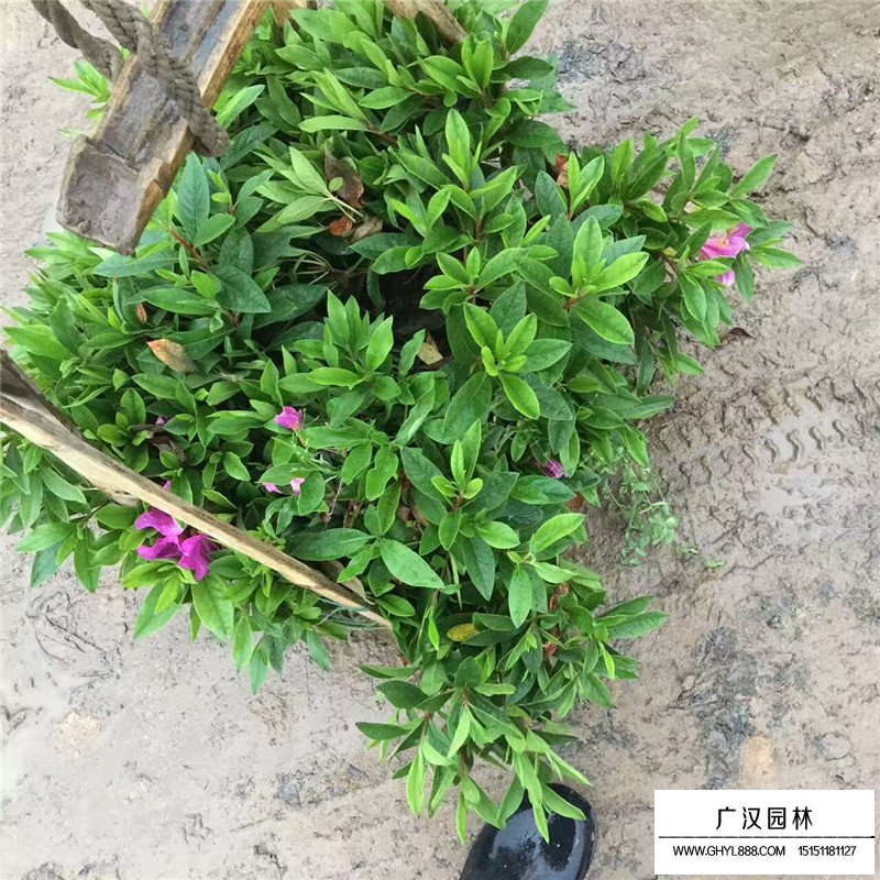 一年生杜鵑花小苗價格(圖1)